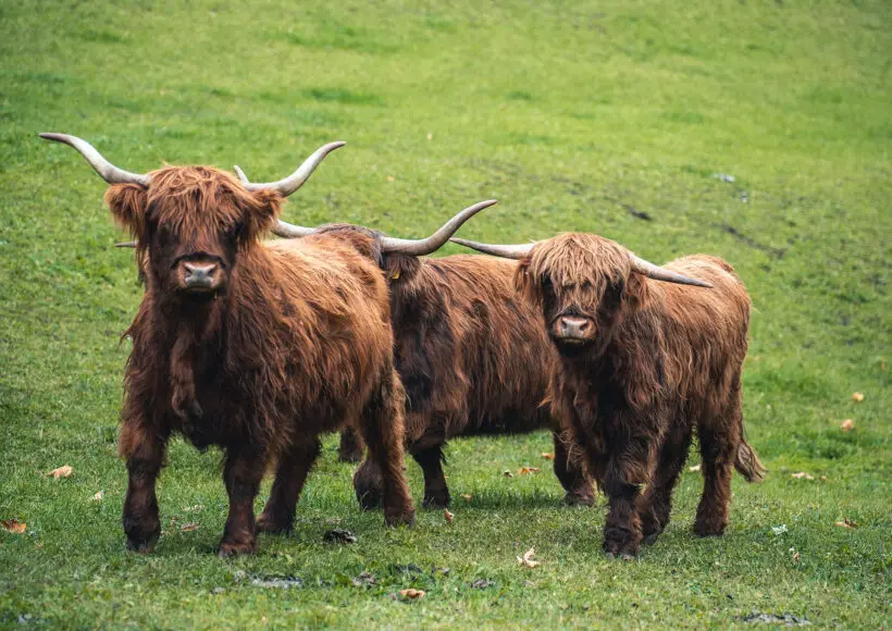 Urlaub am Bauernhof in Forstau, nahe Schladming Urlaub am Bauernhof in Forstau, nahe Schladming