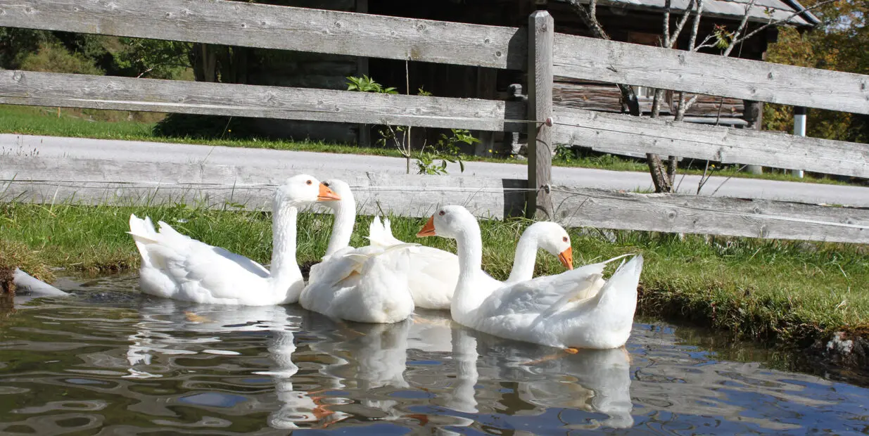 Bauernhofurlaub in Forstau, nahe Schladming Bauernhofurlaub in Forstau, nahe Schladming